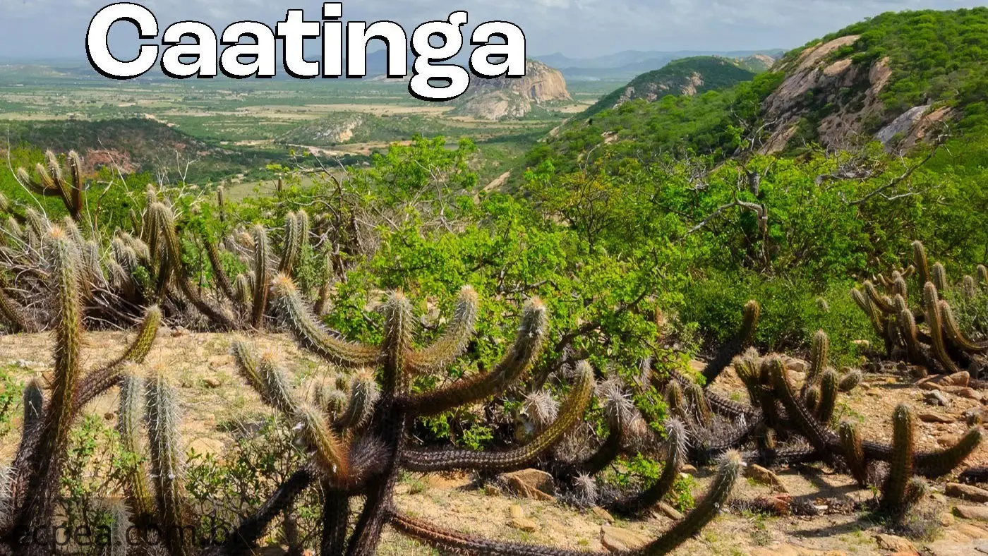 Caatinga: Biodiversidade, Ameaças e Estratégias de Conservação do Único Bioma Exclusivamente Brasileiro
